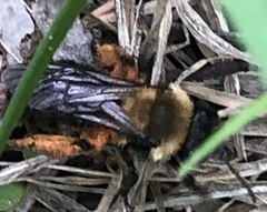 Melandrena