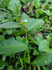 Commelina paludosa