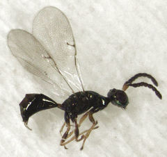 Pseudidarnes minerva