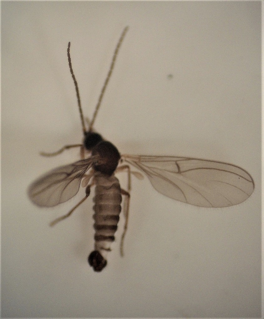 Rangomaramidae