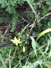 Triteleia ixioides ixioides