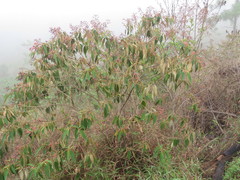 Miconia xalapensis