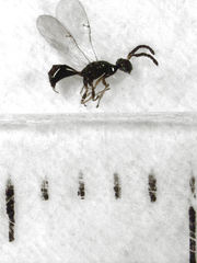 Pseudidarnes minerva