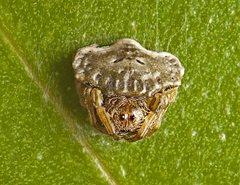 Arkys speechleyi