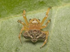 Arkys speechleyi