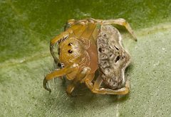 Arkys speechleyi