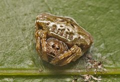 Arkys speechleyi