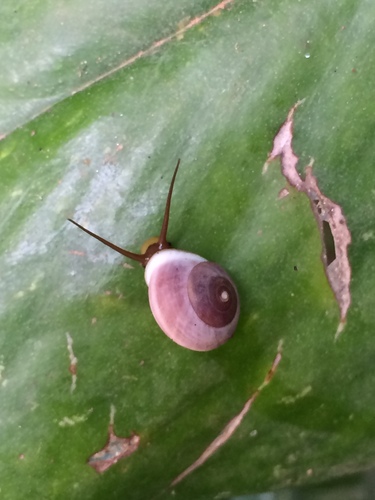 Helicina variabilis