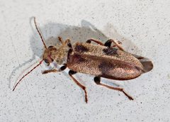 Ictistygna mastersii