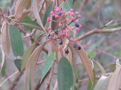 Miconia xalapensis