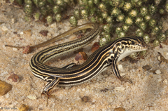 Odd-Striped Ctenotus photo 3