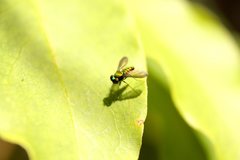 Krakatauia macalpinei