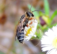 Halictus parallelus