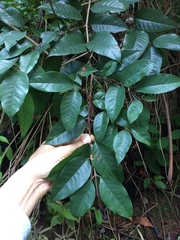 Vismia guianensis
