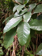 Vismia guianensis