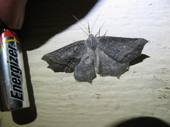 Prochoerodes amplicineraria