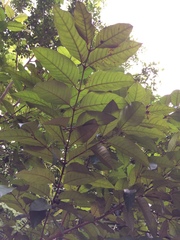 Vismia guianensis