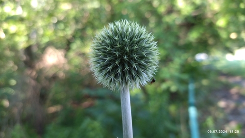 Image of Echinops exaltatus by (c) Екатерина Гущина, some rights reserved (CC BY)
