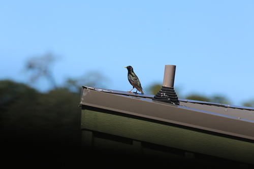 iNaturalist observation photo of European Starling