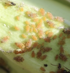 Aphis asclepiadis