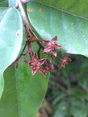 Vismia guianensis