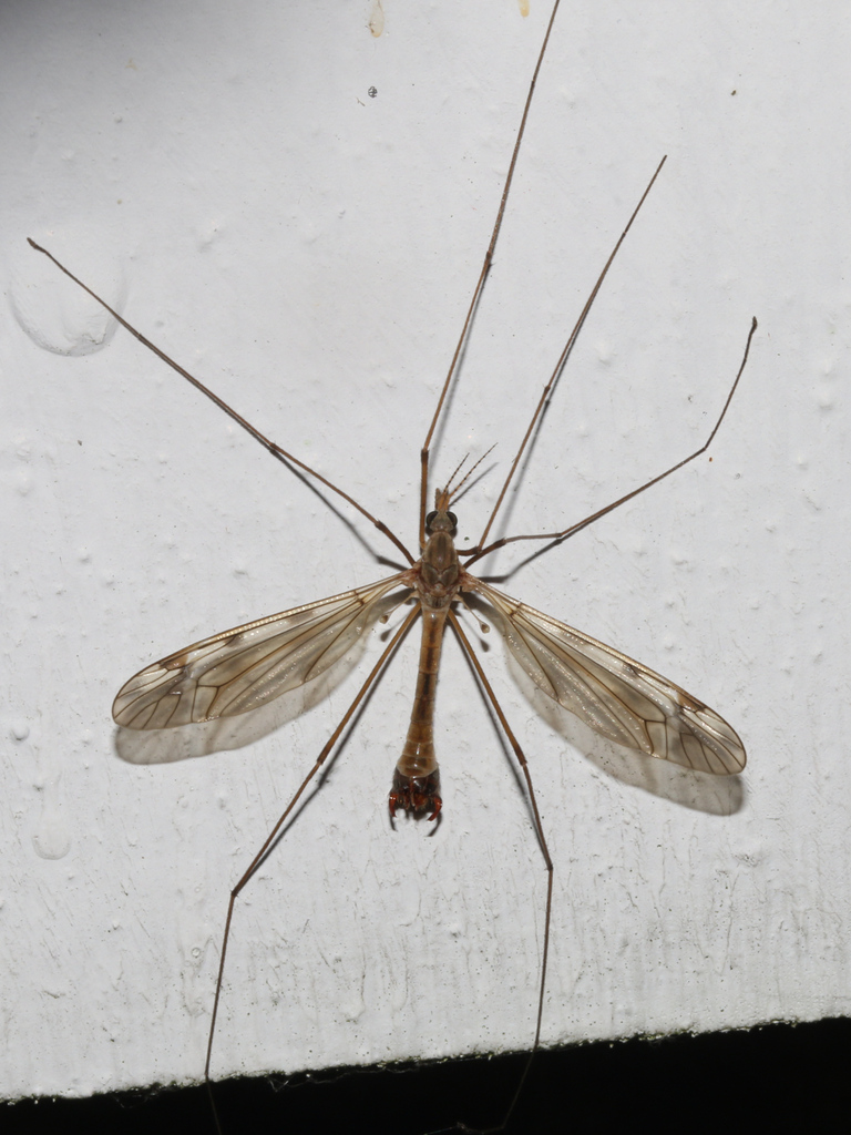 Tipula youngi