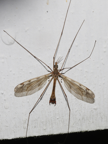 Tipula youngi