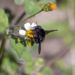 Bombus morio