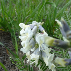 Sophora nuttalliana