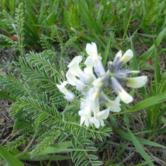 Sophora nuttalliana