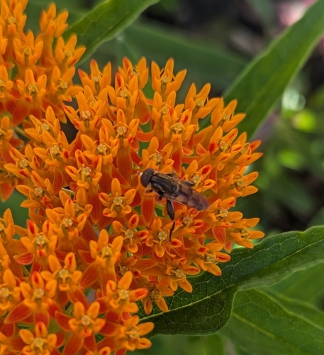 Common Thick-leg Fly photo 4