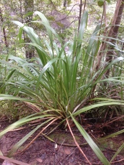 Phormium