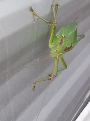 Paracyrtophyllus robustus