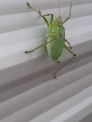 Paracyrtophyllus robustus