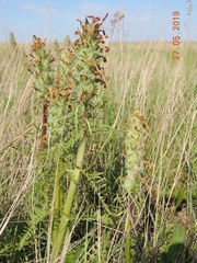 Pedicularis dasystachys