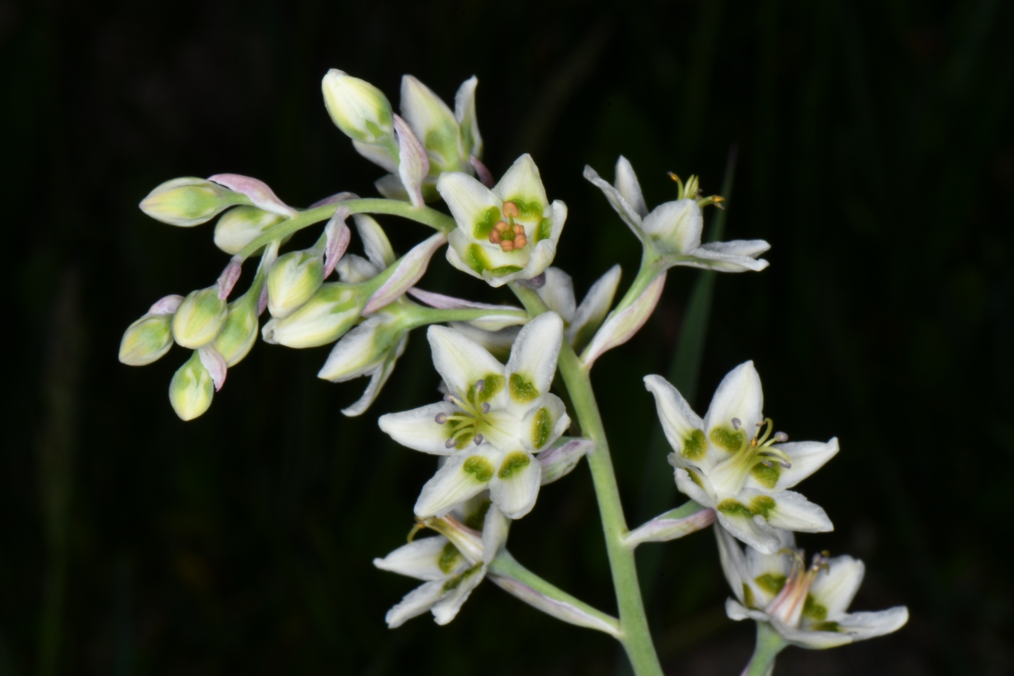 Anticlea elegans var. elegans