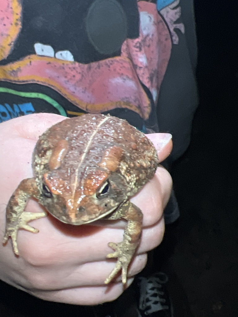 North American Toads from Hugh Davis Rd, Youngsville, NC, US on July 6 ...