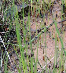 Equisetum variegatum