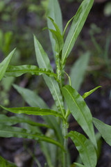 Symphyotrichum puniceum puniceum