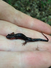 Desmognathus imitator