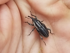 Sphenophorus aequalis