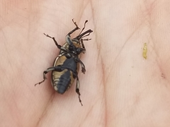 Sphenophorus aequalis
