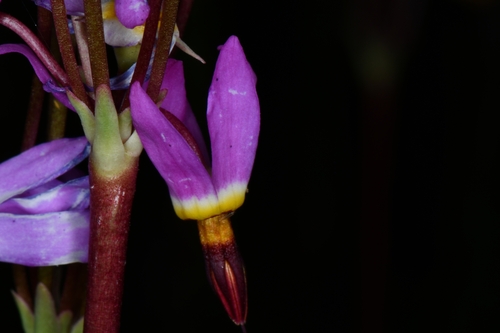 Image of Primula tetrandra by (c) Darrin Gobble, some rights reserved (CC BY)