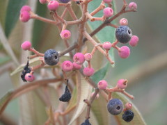 Miconia xalapensis