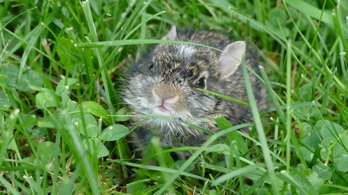 Eastern Cottontail photographed in Minnesota