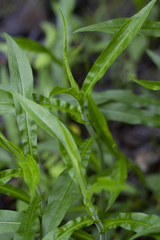 Symphyotrichum puniceum puniceum