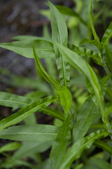 Symphyotrichum puniceum puniceum