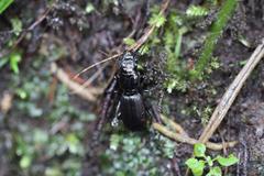 Mecodema spiniferum