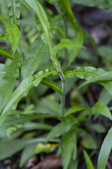 Symphyotrichum puniceum puniceum