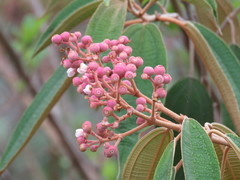 Miconia xalapensis